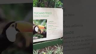 Tucanos no Hotel Bourbon Cataratas  - Foz do Iguaçu-