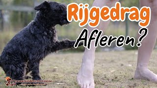 Rijgedrag pup - moet je rijgedrag hond corrigeren?