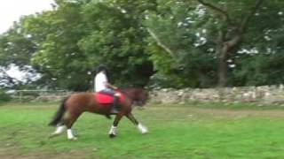 MY Crazy Pocket Rocket pony bucking and rearing bareback