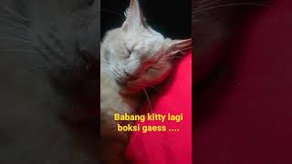 Babang kitty lagi boksi gaess... #short#kucinglucu#kucinggemes#anabullucu#