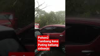 Pohon2 Tumbang kena Puting beliung sidoarjo