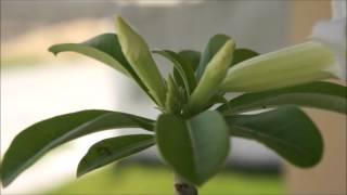 Rosa-do-deserto (adenium)