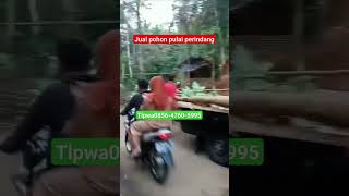 Jual pohon pulai pule perindang wa 085647605995 #pohonperindangpulai #pulaiputih #pulaihias