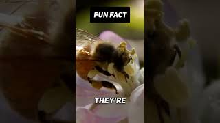 Fun Fact:🐝🍺 How can Bee's get drunk? #shorts #viral #facts #nature #world