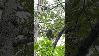 Panen Durian Lokal di kebun sendiri🌱