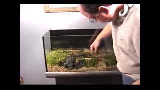 Aquarium Set Up - Planting in an aquarium