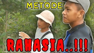 Potensi alam || Insting atau cara melacak Lebah