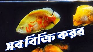 গতবছর কেনা অস্কার গুলার কি অবস্থা || Beautiful #oscar fish tank in Bangladesh 🇧🇩 || Purbasha Agro