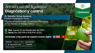 Antracnosis del aguacate: Diagnóstico y Control