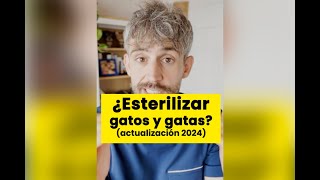 ¿Esterilizar a mi gato?