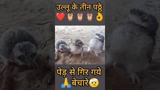 Owlets #life #save #desi #rajasthan #farming