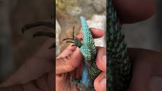 Catching colorful lizards!