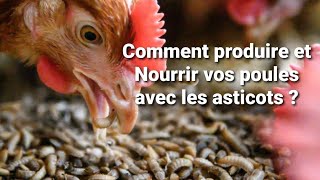 Comment Produire et nourrir vos poules avec les asticots ?