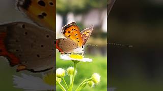 Close-up shot of this adorable BUTTERFLY 【この愛らしい蝶のクローズアップショット】#nature #shorts