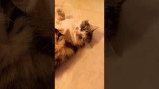 #rolling #baby #cat #catlover #catshorts #catvideos #funnyvideo #trending #fyp #czech