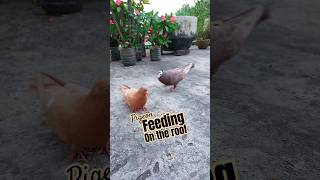 Rooftop Pigeon Feeding Moment #kabutar #pets #pigeon #shorts #feedshorts #feeding