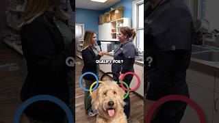 What If Goldendoodles Were In The Olympics? #shorts