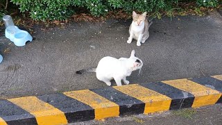 KINUHA KO NA SILA DALAWA PARA IPA BOARDING🙀💪😽