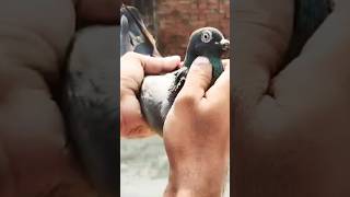 desi hara kabootar #shorts #viral #pigeon #nafeespigeon