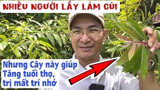 Cây giúp Nâng cao tuổi thọ, trị giảm trí nhớ ở người già, trị cao huyết áp,tiểu đường. PHAN HẢI Vlog