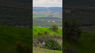 La #campiñacordobesa #verde tras las últimas #lluvias. #montalban #cordoba #andalucia #españa.