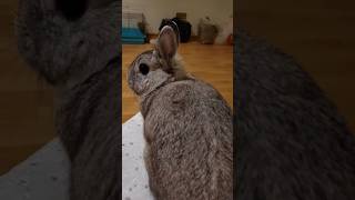 Серый красавчик 🐰