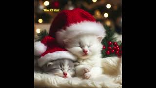 Baby Kitten on Christmas Eve | Sweet Dreams