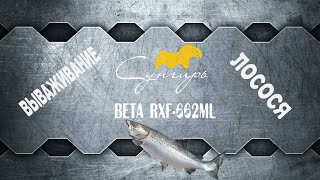 Вываживание лосося на Сунгирь BETA RXF-662ML часть 1