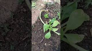 Panen Buncis, Pakcoy, dan Kecipir || Harvest Beans, Pakcoy, and Wingbeans