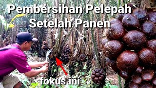 Salak Pondoh Saatnya Pembersihan Pelepahnya