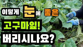 이렇게 눈에 좋은 고구마잎을 버리시나요? 고구마잎 고구마잎무침  고구마잎효능 고구마잎요리