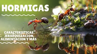 HORMIGAS- COMO ES SU HABITAT, CUALES SON SUS CARACTERISTICAS, ALIMENTACION, JERARQUIZACION Y MAS...