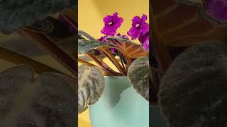 🌺 4 Plantas con Flores Espectaculares: Kalanchoe, Violeta, Hortensia, Azalea 🌸 | Parte 4