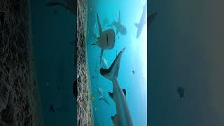 Grey reef sharks visiting the cleaning station #shorts