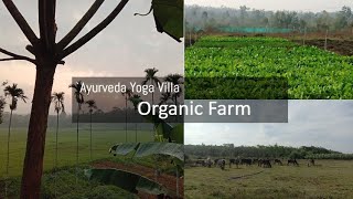 Organic Farming Part 1 | Ayurveda Yoga Villa