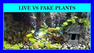 Episode 38 : Are Live or Fake Plants Better in an Aquarium? They Have Pros and Cons.