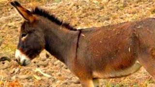 âne asno tunez africano burro como rebuznando rebus sonidos del rebuzna gritando le sonido ruido el