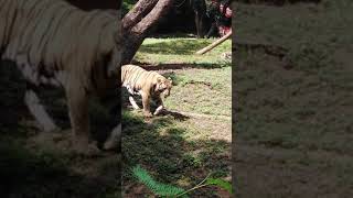 Nehru zoological Park bengal tiger