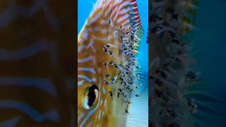 discuss fish baby #fish#discus #shorts