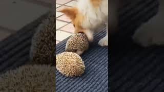 🦔🦔🦔🐩🐩🐩