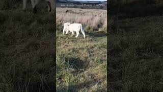 calves playing #cowlover #cow #animal  #farmlife #farmlifestyle #farmlifebestlife