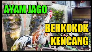 AYAM JAGO WARNA MERAH 🔴 BULU INDAH SUARA KENCANG!!