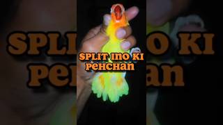 split ino ki pehchan | Lovebirds mutations | split ino #albinosplit