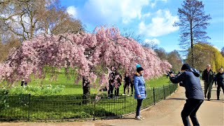 Londoners visit their Favorite SPRING Destination