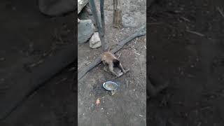 SE ALGUÉM, TEVE DESAVENÇAS,  COM O MACACO, VAZA NA BRAQUIARIA. 🤣😂  #meme #comedy #videoviral