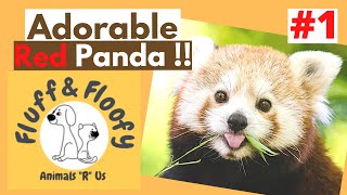 Red Panda #1! Getting Attacked By Ants & Eating & more! CUTEST ANIMAL Alive! #shorts