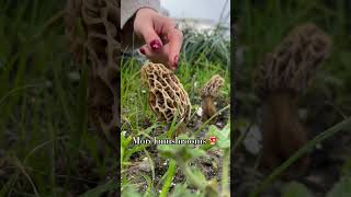 Morel mushroom forage 🍄🤍 • FOLLOW US , for more ✔️