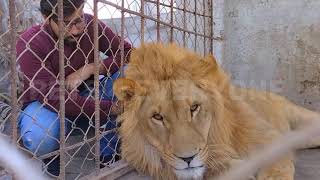 Gupshup With Lions #lion #shorts #shortsvideo #viral