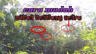 CARA MUDAH MIKAT KUTILANG SUTRA