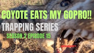 COYOTE EATS MY GOPRO!!! (Trapping series season 2 ep.15)